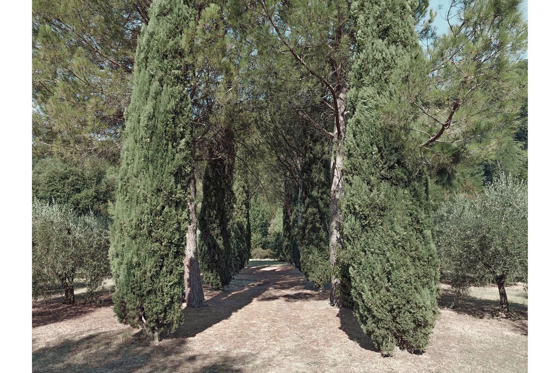 Viale Cipressi 920 x.jpg