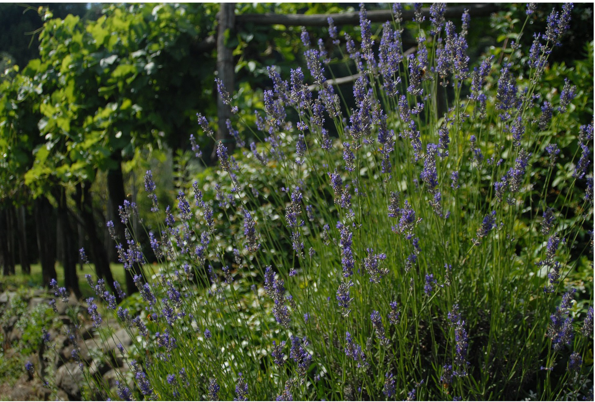 14 Lavanda Pergola x 925.jpg