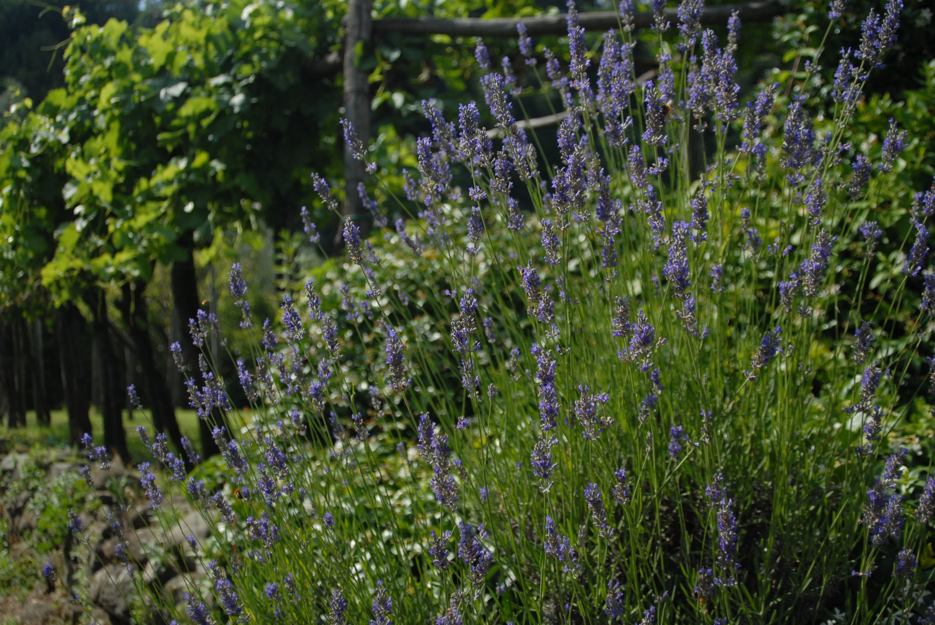 14 Lavanda Pergola.JPG